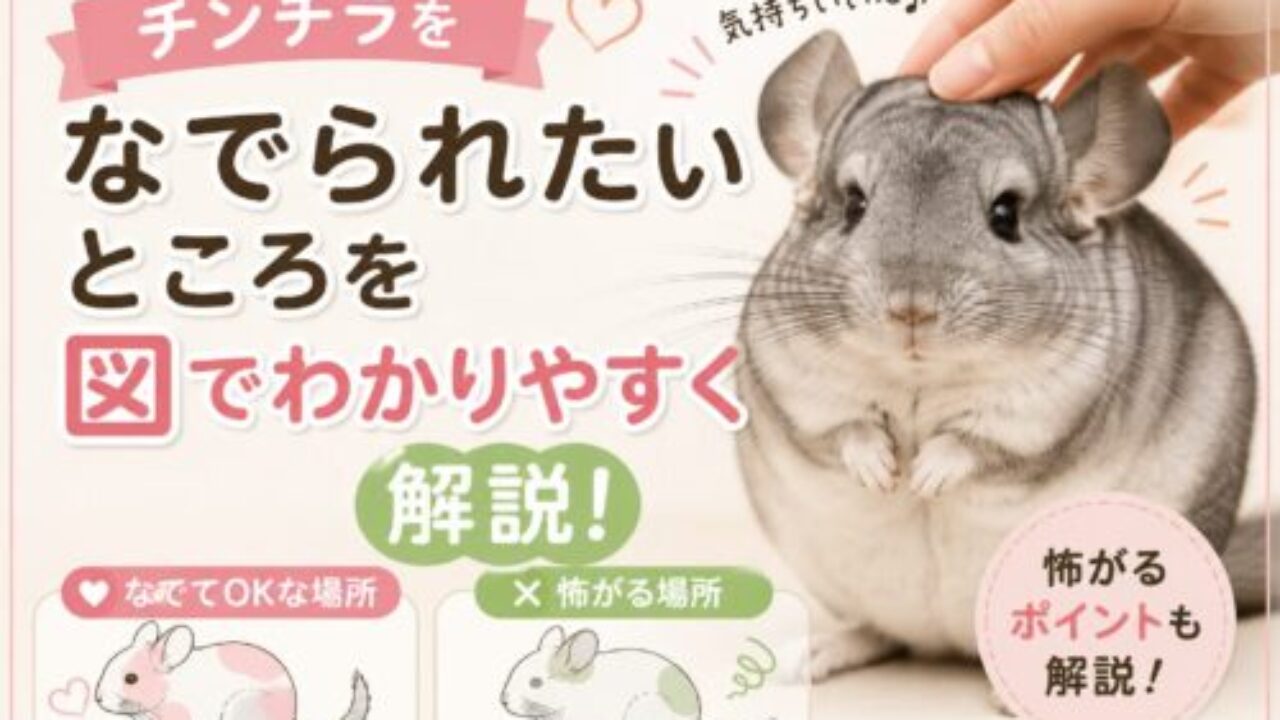 チンチラをなでられたいところを図でわかりやすく解説！怖がるのは