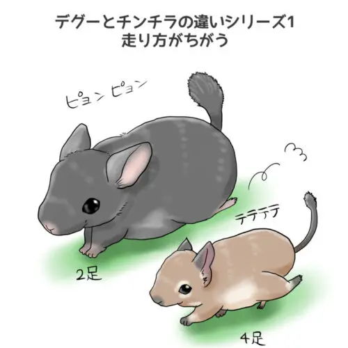 デグーとチンチラのちょっとした違うところ10選～似てるけど意外と違う ...