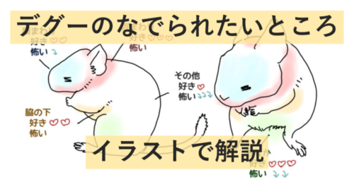 デグーのなで方 なでられたい場所をイラスト解説 チンチラとデグーのガジガジコミック