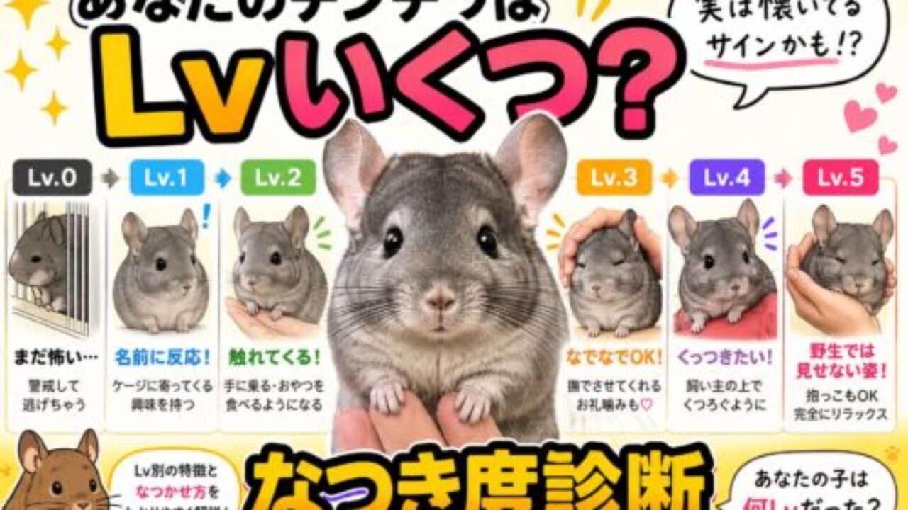 チンチラのなつき度を診断！あなたの子はLvいくつ？懐いているサインを