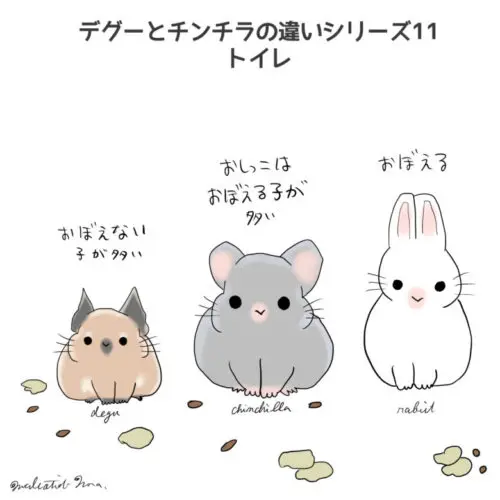 デグーとチンチラのちょっとした違うところ10選その②～似てるけど ...