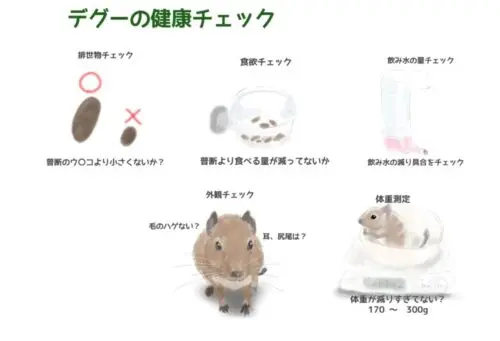 デグーの健康チェック！突然死に備えて、毎日チェックして健康に ...