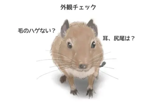 デグーの健康チェック！突然死に備えて、毎日チェックして健康に ...