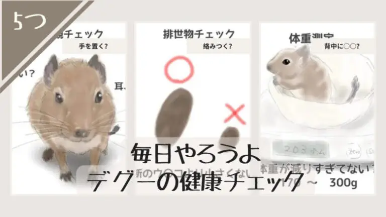 デグーの健康チェック！突然死に備えて、毎日チェックして健康に ...