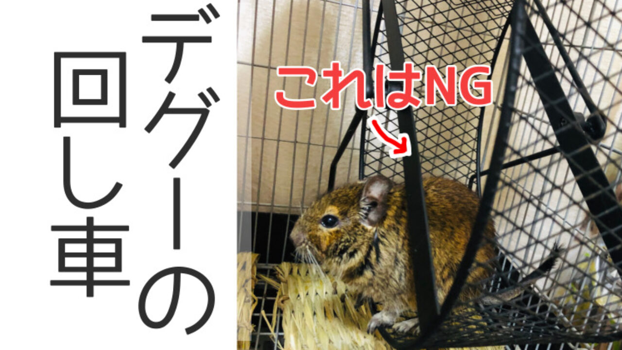 要注意※危険な回し車あり※デグーの必需品回し車！の疑問をわかりやすく