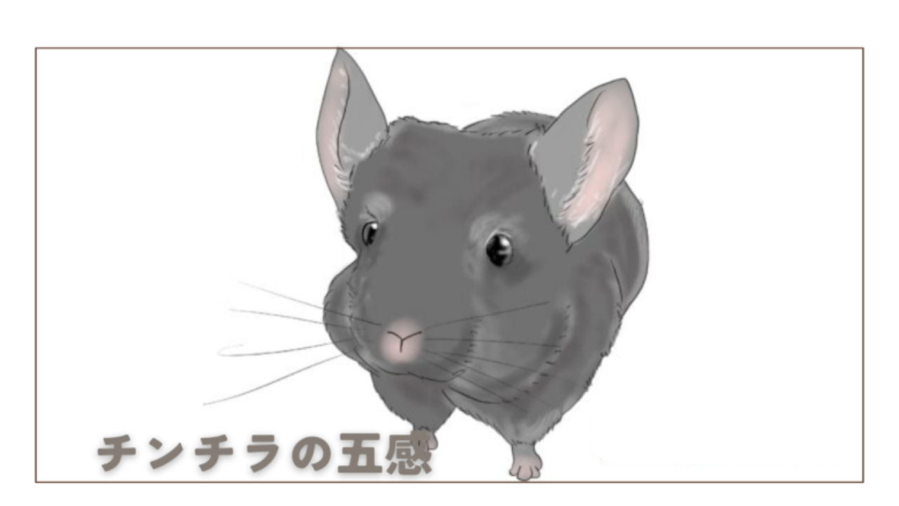 チンチラの五感について～視覚・聴覚・嗅覚・味覚・触覚～ - チンチラ