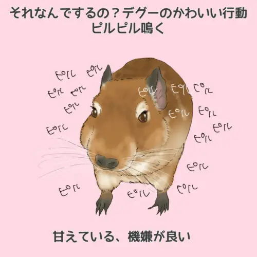それ何でするの？デグーの行動9つから感情を読み取ってみよう！【永久保存版】