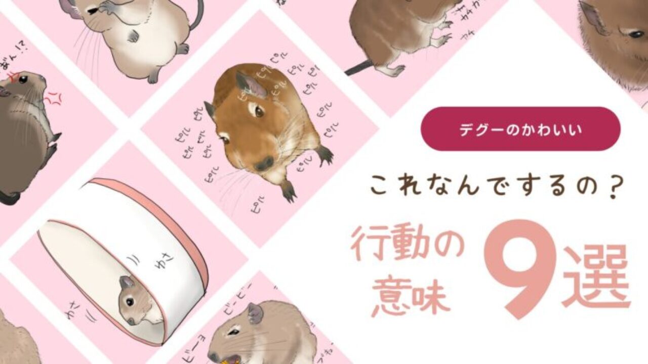 それ何でするの？デグーの行動9つから感情を読み取ってみよう！【永久保存版】