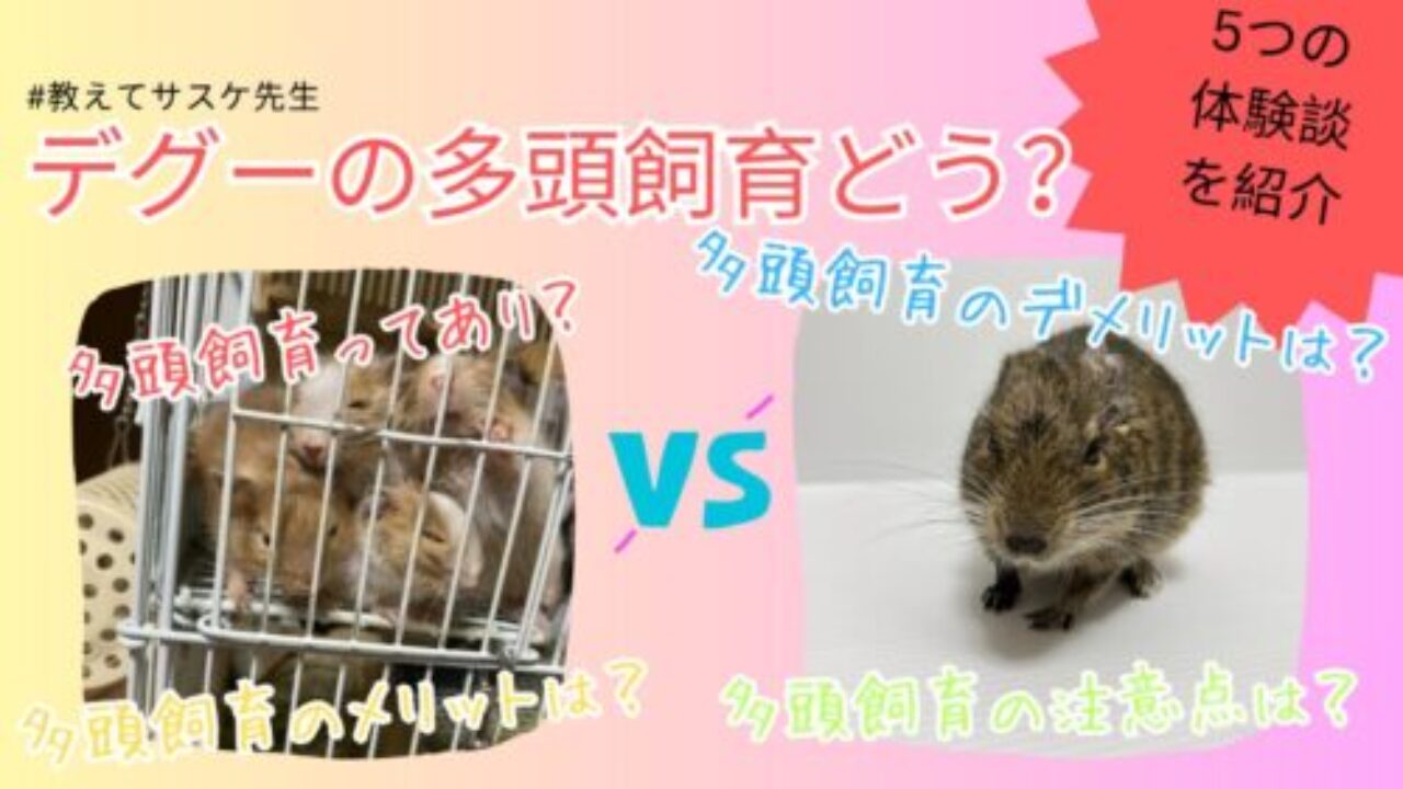 デグーの多頭飼育ってしたほうがいいの？注意点は？体験をたくさん紹介