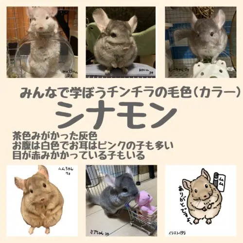 チンチラのカラー図鑑｜人気色・レアカラーを写真付きで解説 【2026年