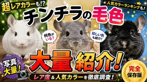 チンチラのカラー図鑑｜人気色・レアカラーを写真付きで解説 【2026年