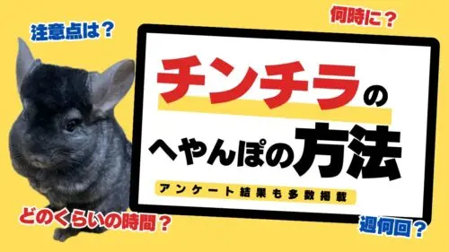 チンチラのへやんぽ解説！みんなのへやんぽの時間・頻度・タイミングは