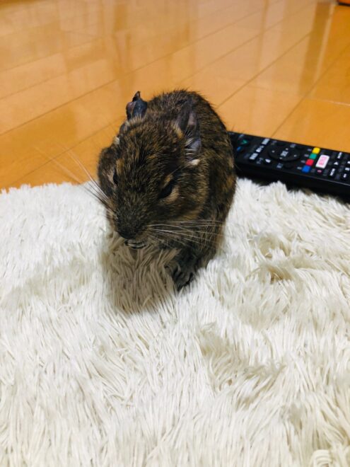ペレットを食べるデグーのサスケ