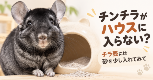 チンチラがハウスに入らない