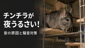 チンチラがよるうるさい